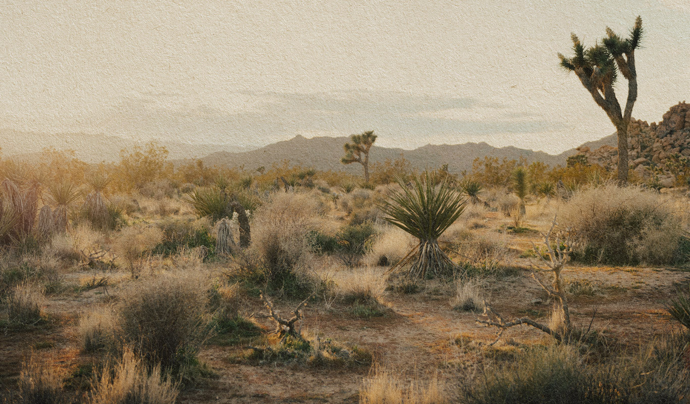 Joshua Tree National Park sunglasses